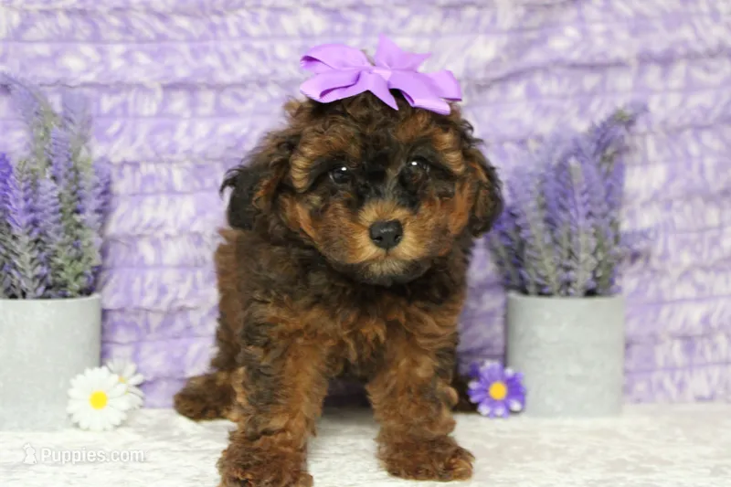 Ella  – Cavapoo puppy for sale in Trenton, MO