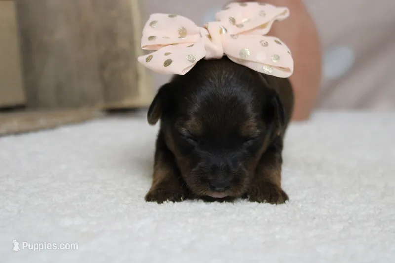 Lady  – Yorkipoo puppy for sale in Trenton, MO