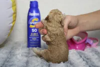 Brittany, a female Cavapoo for sale in Trenton, MO – 7 of 7
