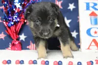 Pine , a male Siberian Husky and Miniature Aussiedoodle for sale in Trenton, MO – 3 of 7