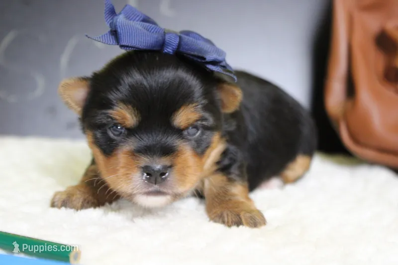 Penny  – Yorkshire Terrier puppy for sale in Trenton, MO