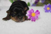 Pixie , a female Yorkshire Terrier for sale in Trenton, MO – 2 of 8