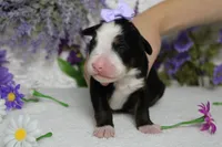 Maggie , a female Bernese Mountain Dog for sale in Trenton, MO – 3 of 9