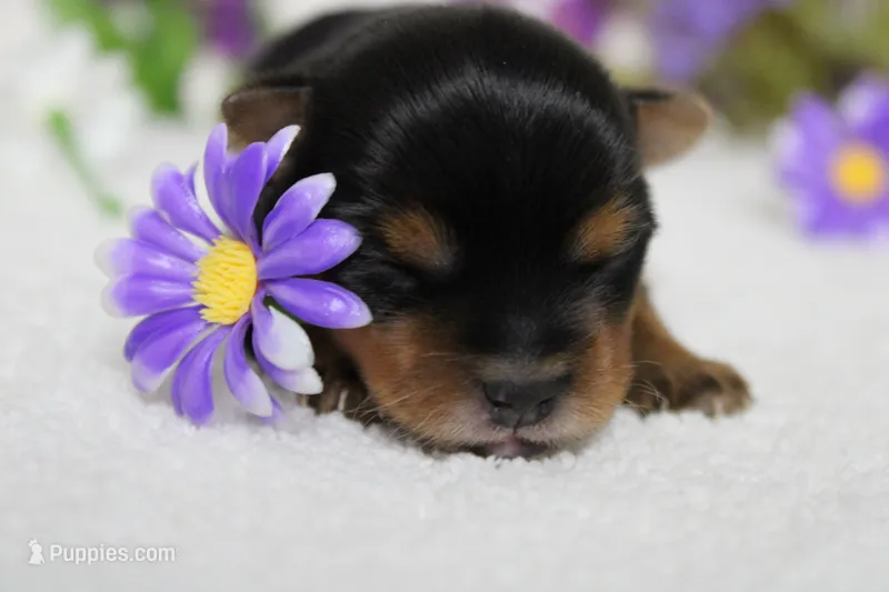 Penny  – Yorkshire Terrier puppy for sale in Trenton, MO