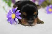 Penny , a female Yorkshire Terrier for sale in Trenton, MO – 1 of 10