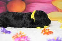 Dave , a male Poodle - Toy  for sale in Trenton, MO – 5 of 6
