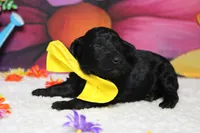 Dave , a male Poodle - Toy  for sale in Trenton, MO – 3 of 6