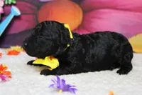 Dave , a male Poodle - Toy  for sale in Trenton, MO – 2 of 6