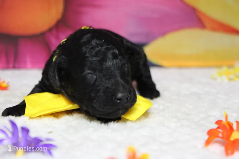 Dave  – Poodle - Toy  puppy for sale in Trenton, MO