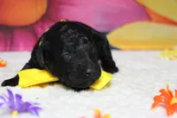 Dave , a male Poodle - Toy  for sale in Trenton, MO – 1 of 6