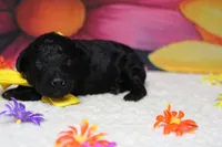 Dave , a male Poodle - Toy  for sale in Trenton, MO – 4 of 6