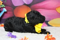 Dave , a male Poodle - Toy  for sale in Trenton, MO – 6 of 6