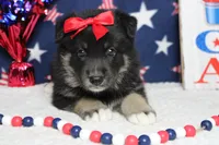 Violet , a male Siberian Husky and Miniature Aussiedoodle for sale in Trenton, MO – 2 of 7