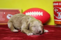 Blaze , a male Goldendoodle for sale in Trenton, MO – 6 of 9