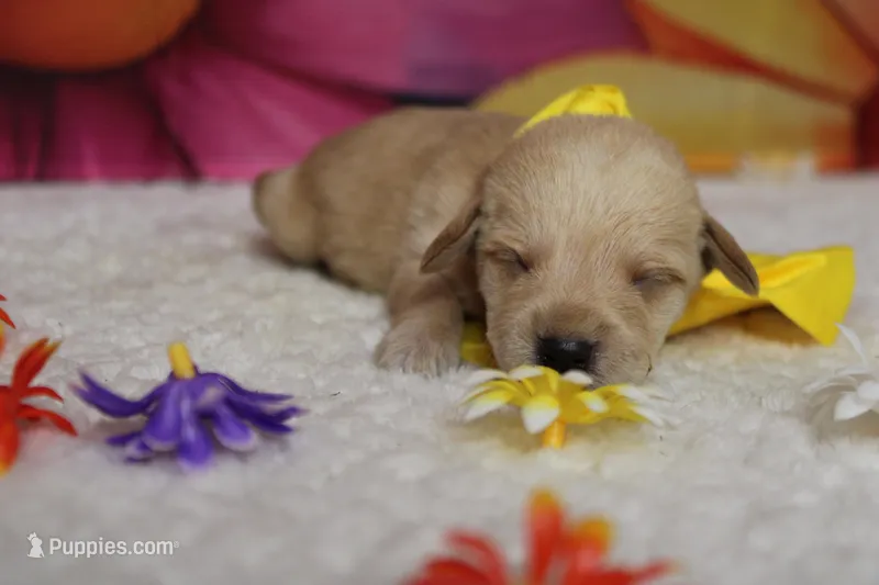 Merlot  – Schnoodle puppy for sale in Trenton, MO