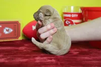 Sparky , a male Goldendoodle for sale in Trenton, MO – 8 of 8