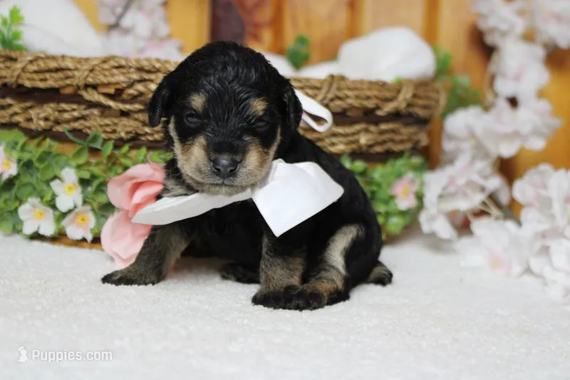Chardonnay – Schnoodle puppy for sale in Trenton, MO