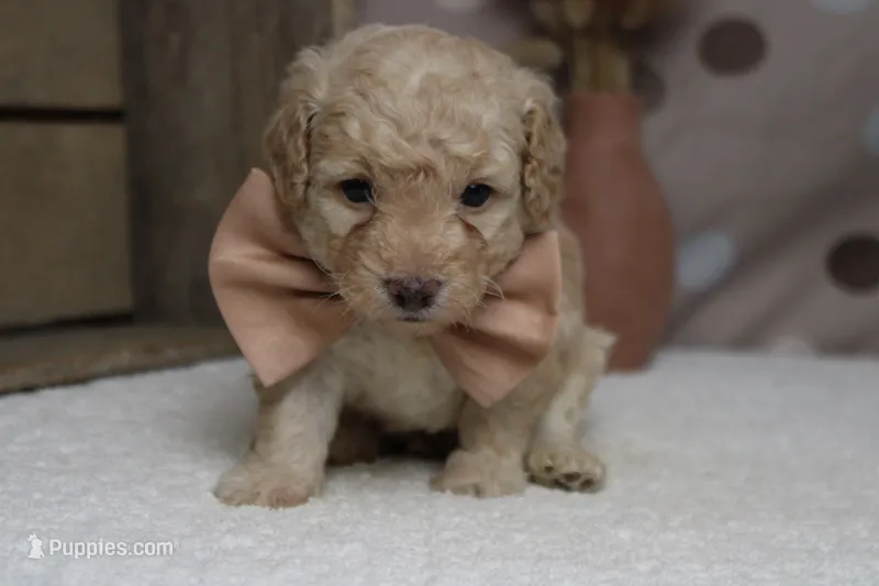 Alvin  – Poodle - Toy  puppy for sale in Trenton, MO