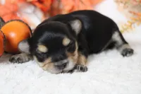 Hansel , a male Morkie for sale in Trenton, MO – 1 of 10