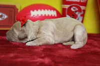 Cocoa , a female Goldendoodle for sale in Trenton, MO – 3 of 7