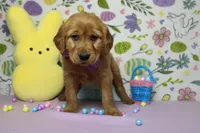 Shadow, a male Golden Retriever for sale in Trenton, MO – Photo 7 of 8