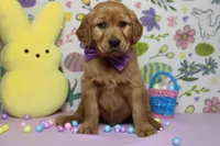 Shadow, a male Golden Retriever for sale in Trenton, MO – Photo 4 of 8