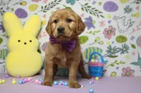 Shadow, a male Golden Retriever for sale in Trenton, MO – Photo 5 of 8
