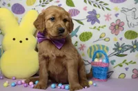 Shadow, a male Golden Retriever for sale in Trenton, MO – Photo 3 of 8
