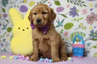 Shadow, a male Golden Retriever for sale in Trenton, MO – Photo 2 of 8