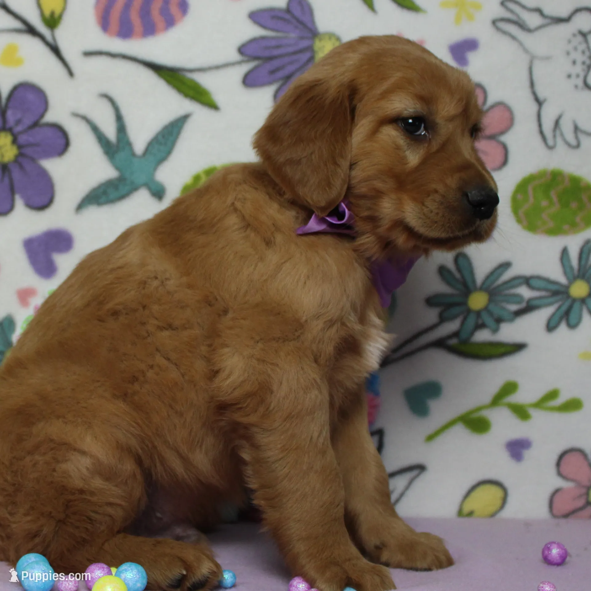 Shadow, a male Golden Retriever for sale in Trenton, MO – Photo 8 of 8