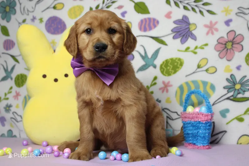 Shadow – Golden Retriever puppy for sale in Trenton, MO