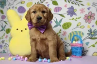 Shadow, a male Golden Retriever for sale in Trenton, MO – Photo 1 of 8