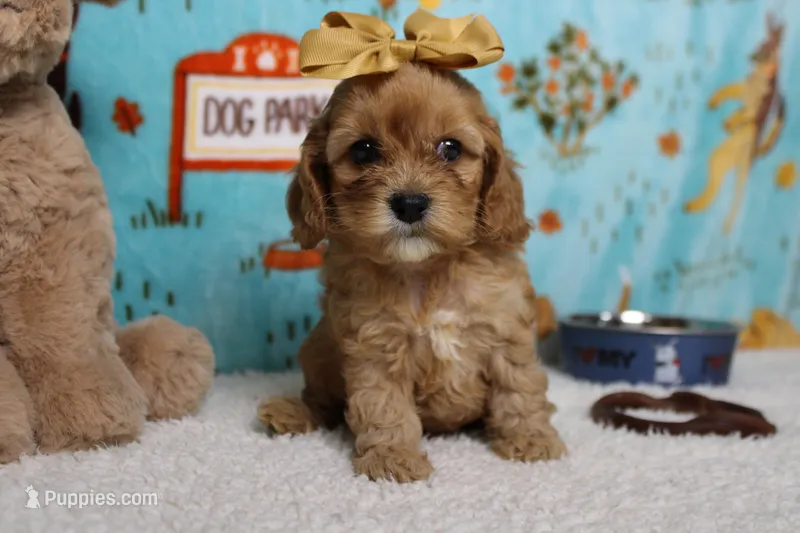 Jocelyn – Cockapoo puppy for sale in Trenton, MO