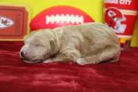 Blaze , a male Goldendoodle for sale in Trenton, MO – 4 of 9