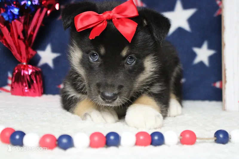 Magnolia  – Siberian Husky, Miniature Aussiedoodle puppy for sale in Trenton, MO