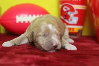 S'mores , a male Goldendoodle for sale in Trenton, MO – 2 of 9