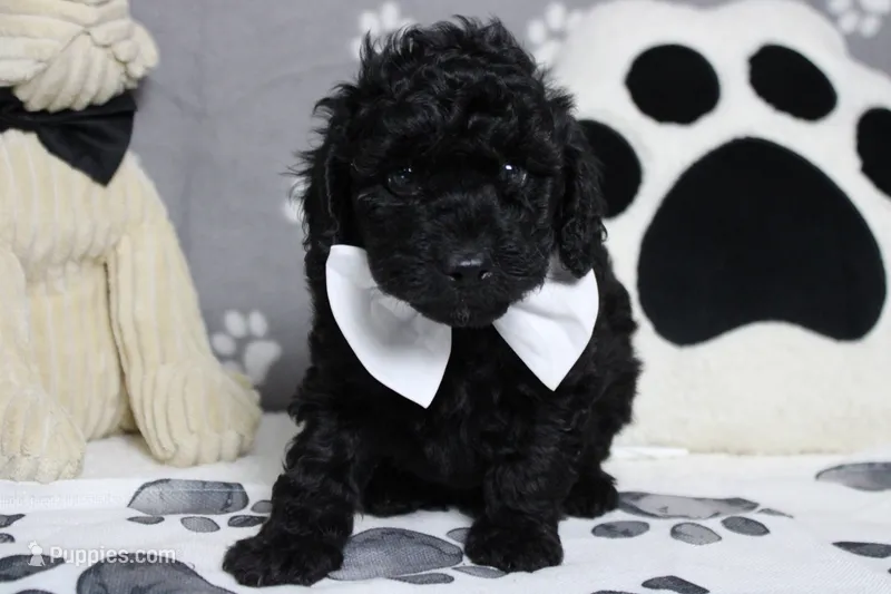 Dave  – Poodle - Toy  puppy for sale in Trenton, MO