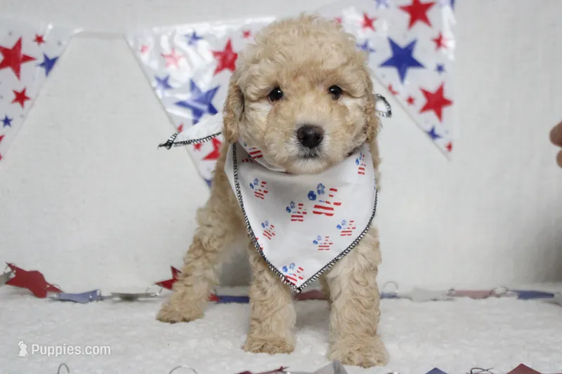 Theodore – Poodle - Toy  puppy for sale in Trenton, MO