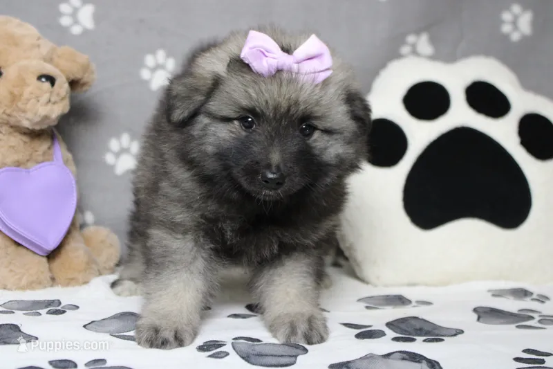 Thelma  – Keeshond puppy for sale in Trenton, MO