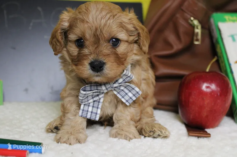 Ray – Cavapoo puppy for sale in Trenton, MO