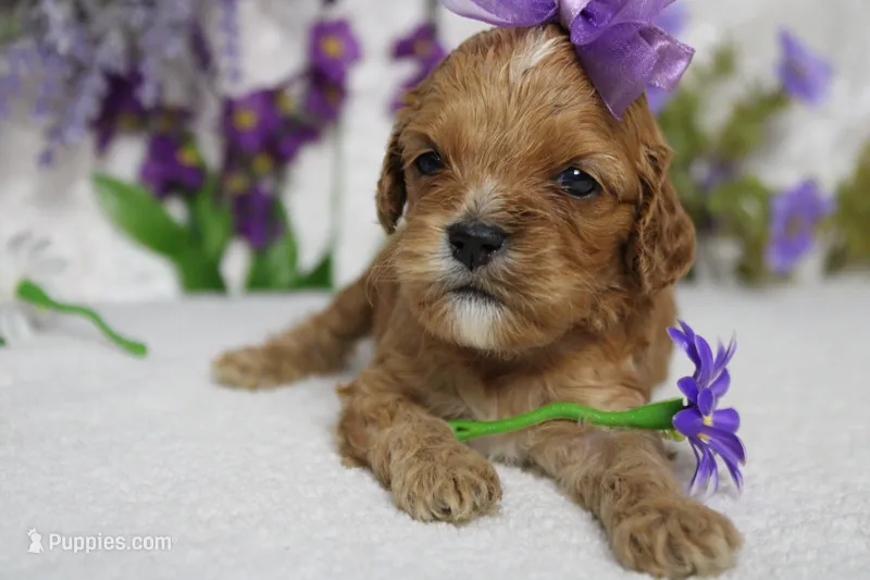 Maddie – Cockapoo puppy for sale in Trenton, MO
