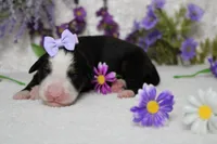 Maggie , a female Bernese Mountain Dog for sale in Trenton, MO – 6 of 9
