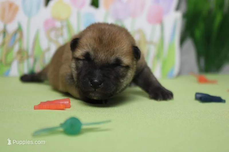 Hendrix  – Shiba Inu puppy for sale in Trenton, MO