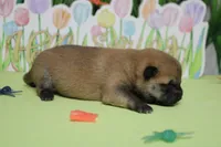 Hendrix , a male Shiba Inu for sale in Trenton, MO – Photo 6 of 7