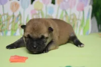 Hendrix , a male Shiba Inu for sale in Trenton, MO – Photo 4 of 7