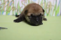 Hendrix , a male Shiba Inu for sale in Trenton, MO – Photo 2 of 7