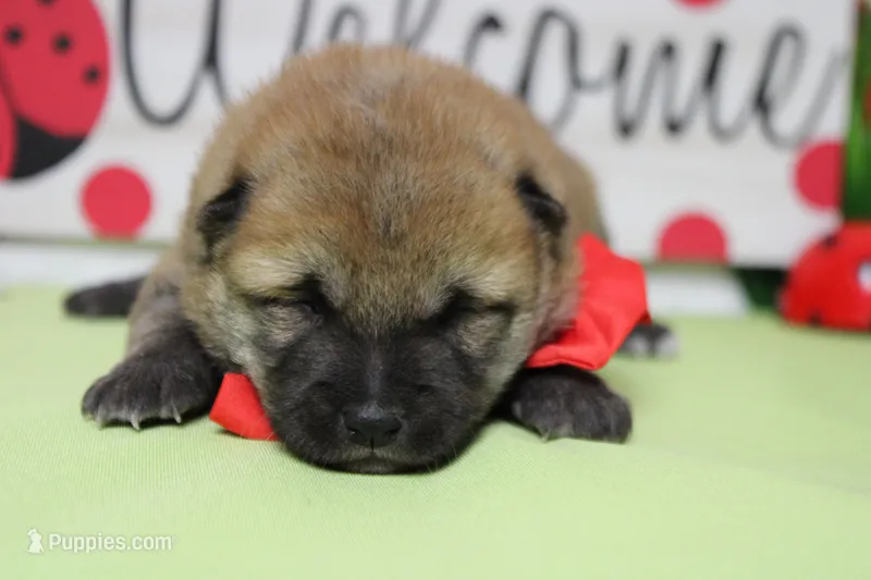 Hendrix  – Shiba Inu puppy for sale in Trenton, MO