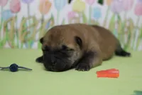 Hendrix , a male Shiba Inu for sale in Trenton, MO – Photo 3 of 7