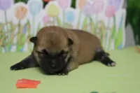 Hendrix , a male Shiba Inu for sale in Trenton, MO – Photo 5 of 7