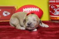 Moon , a female Goldendoodle for sale in Trenton, MO – 6 of 8